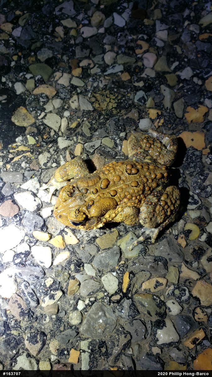 Eastern American Toad