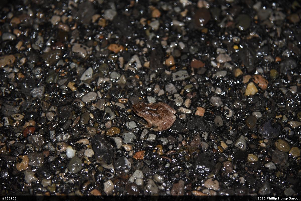 Spring Peeper