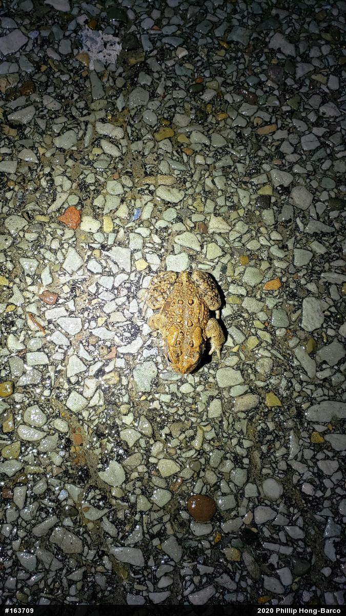 Eastern American Toad