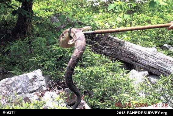 Timber Rattlesnake