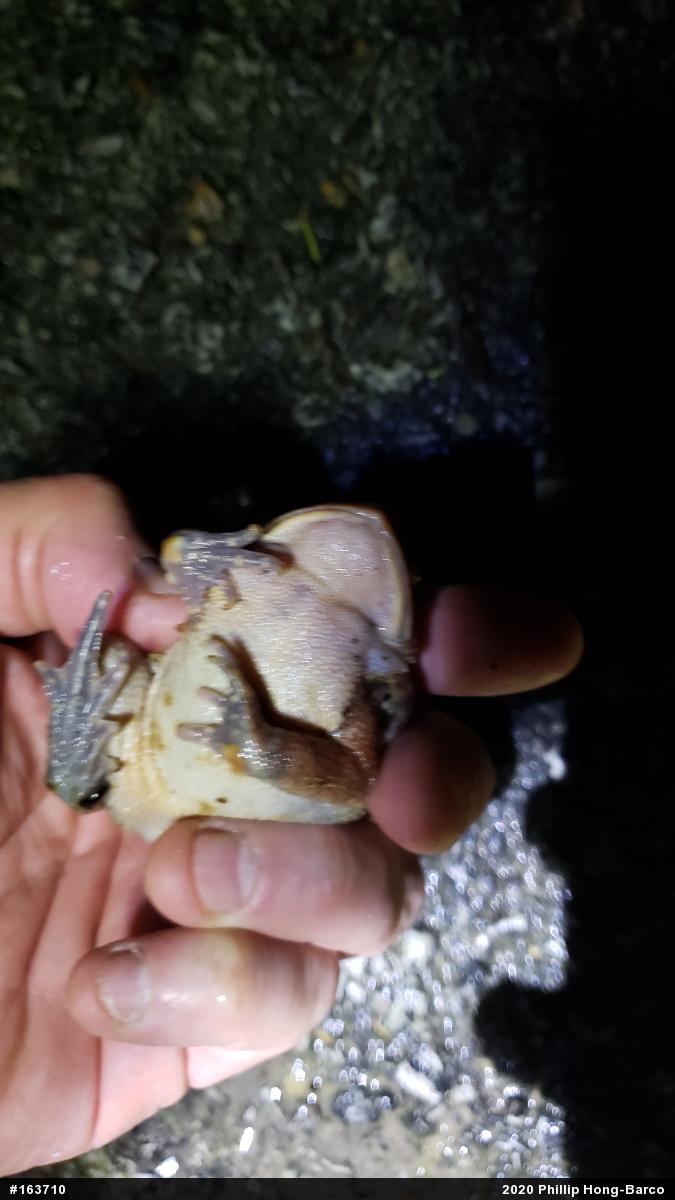 Eastern American Toad