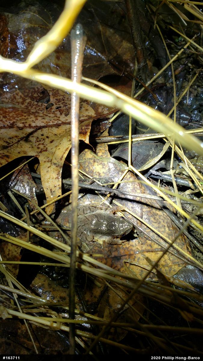 Spring Peeper