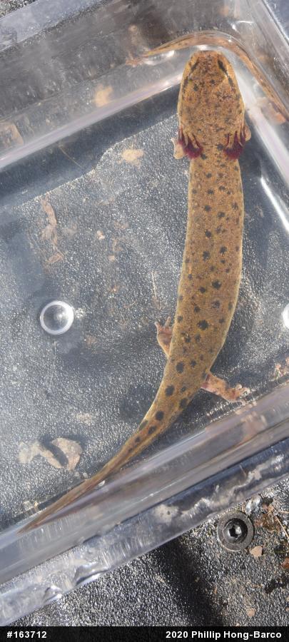 Common Mudpuppy