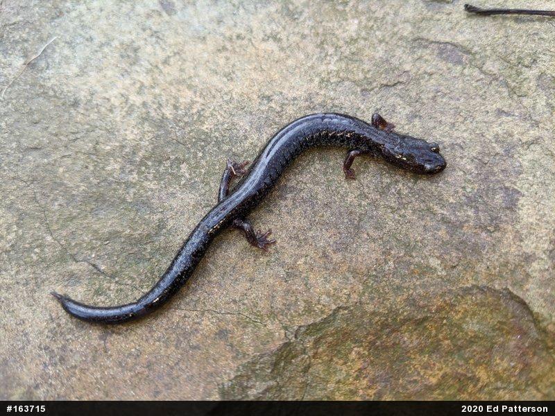 Valley And Ridge Salamander