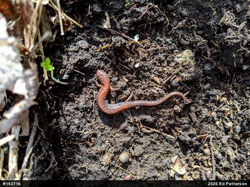 Eastern Red-backed  Salamander