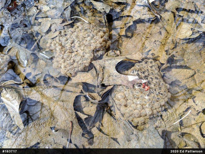 Wood Frog