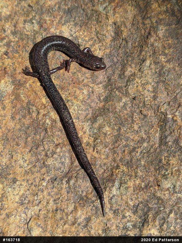Valley And Ridge Salamander
