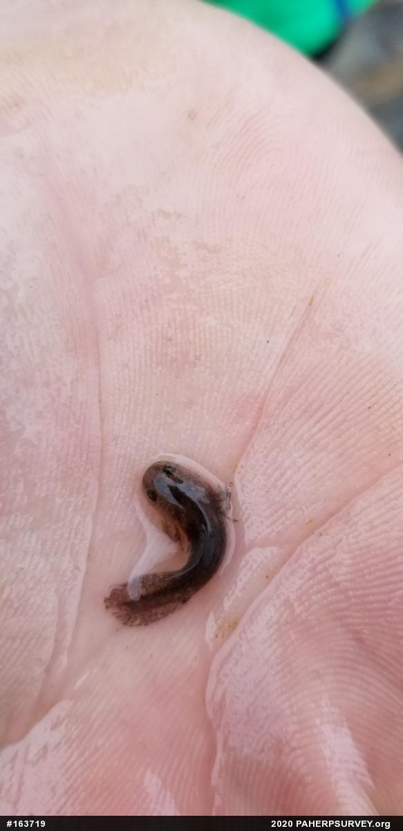 Mole Salamanders