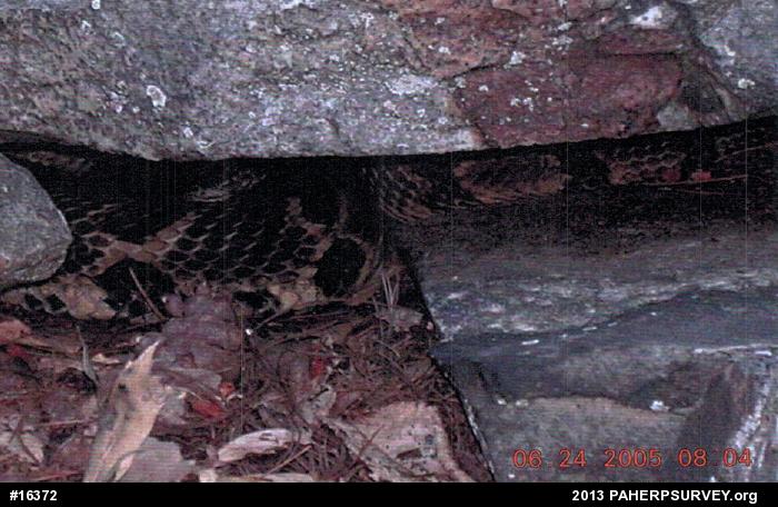 Timber Rattlesnake