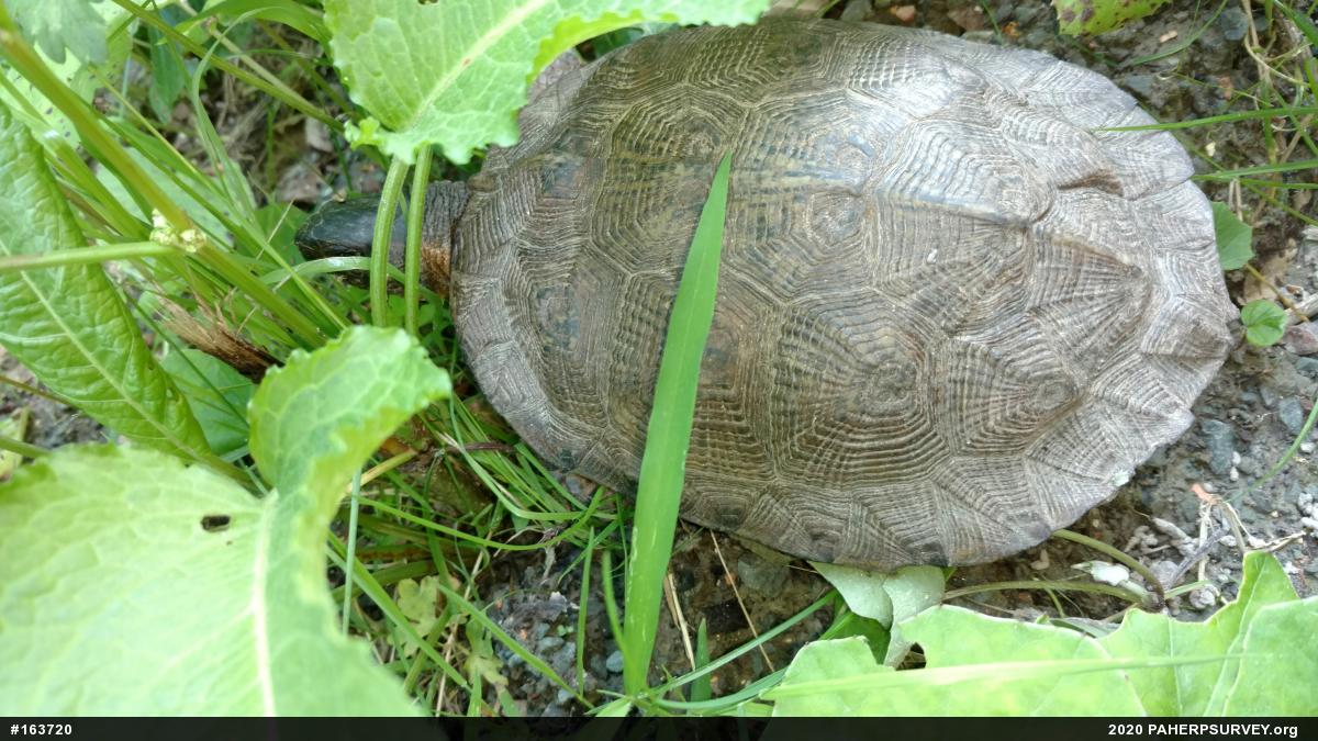 Wood Turtle