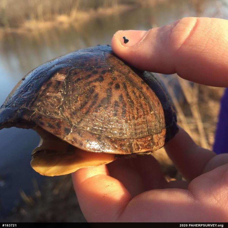 Eastern Musk Turtle