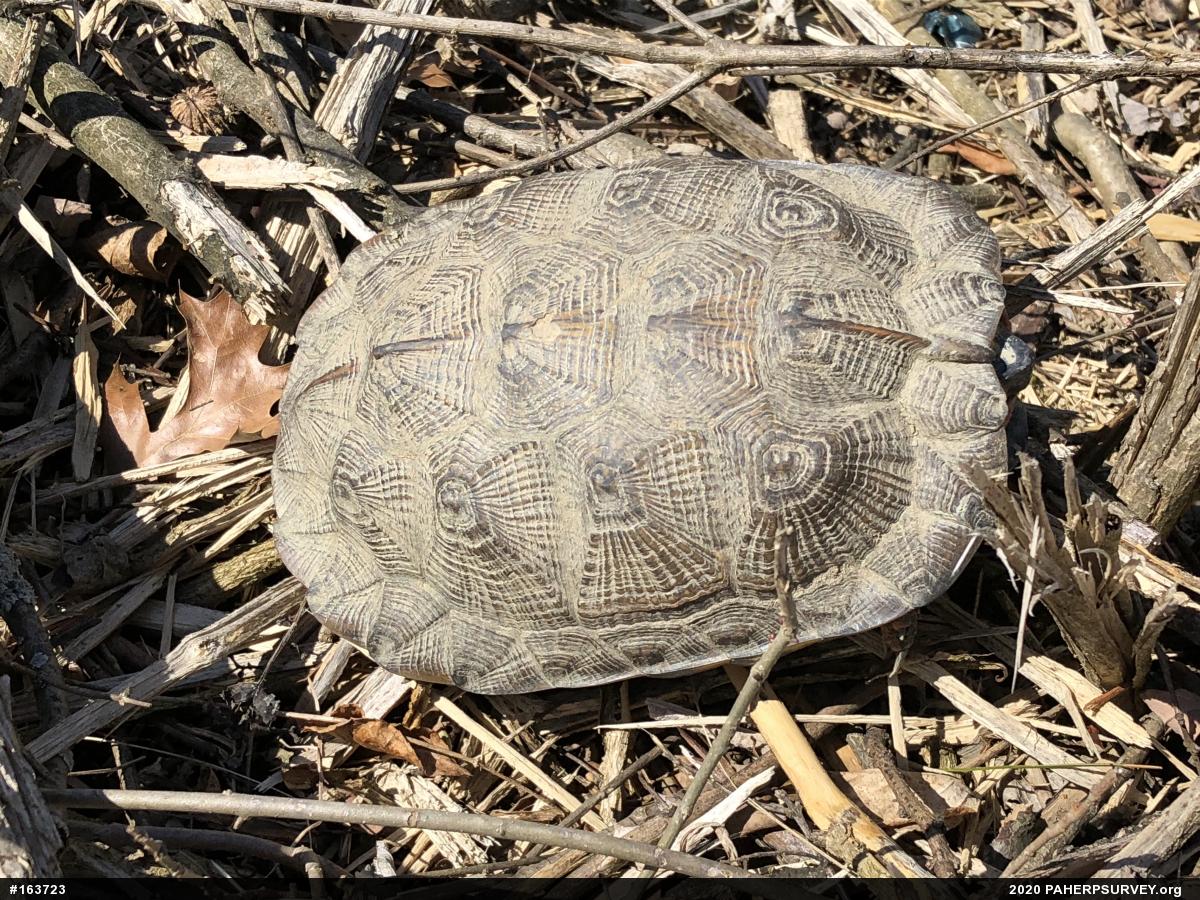 Wood Turtle