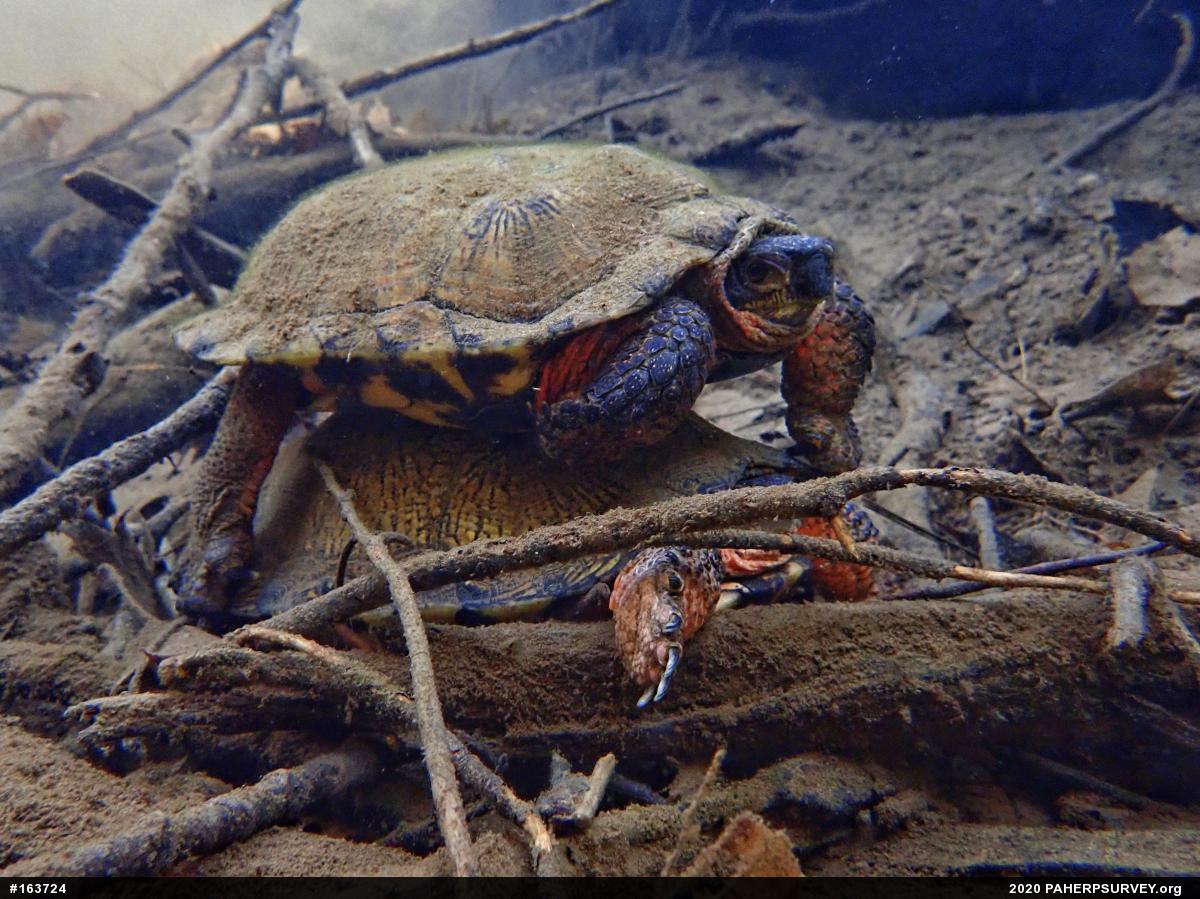 Wood Turtle