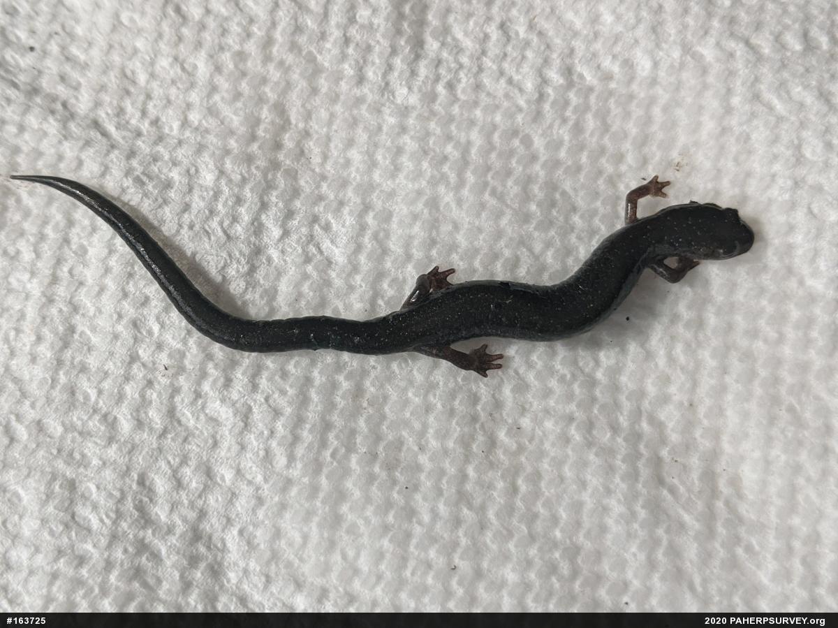 Eastern Red-backed  Salamander
