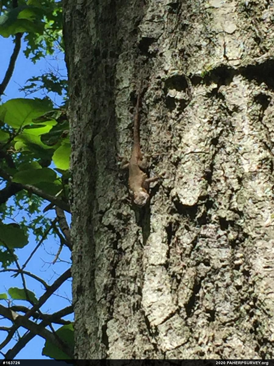 Eastern Fence Lizard