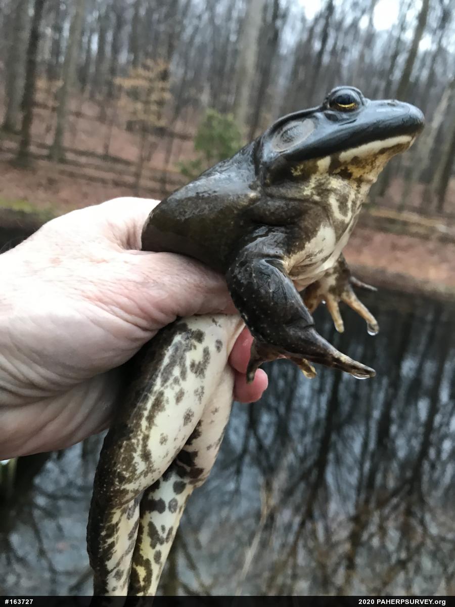 American Bullfrog