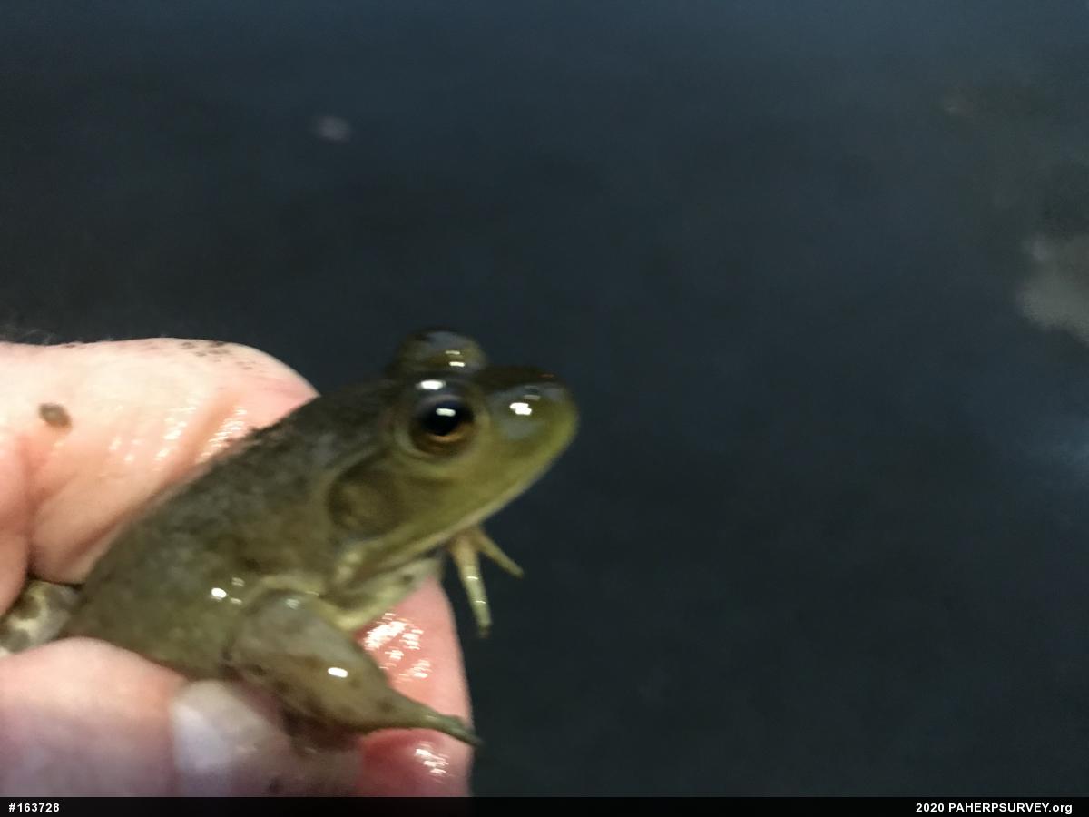 American Bullfrog