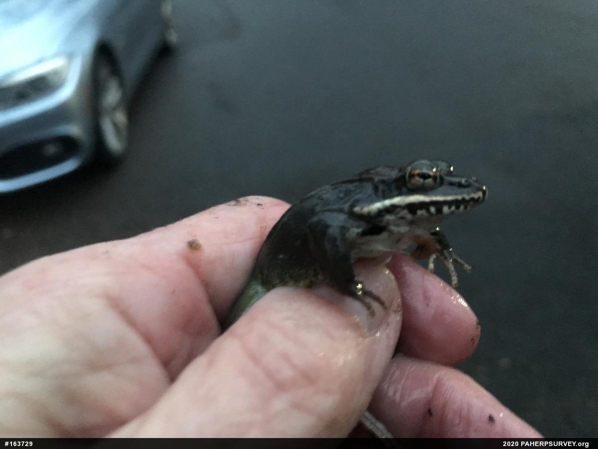 Wood Frog