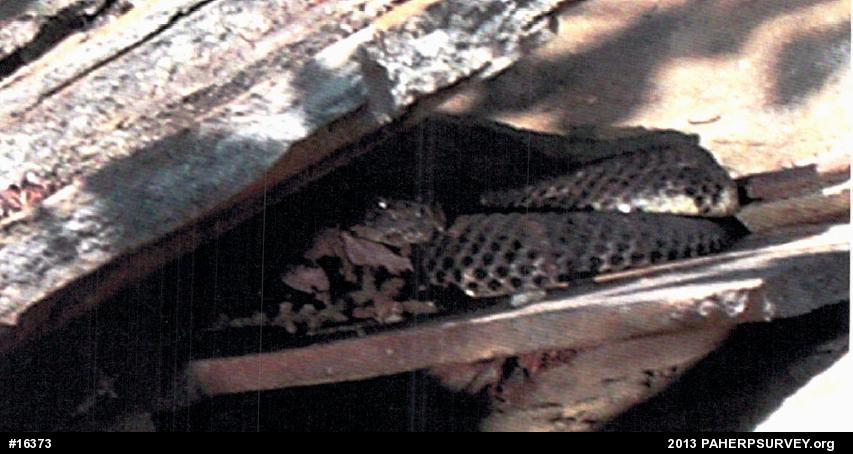 Timber Rattlesnake