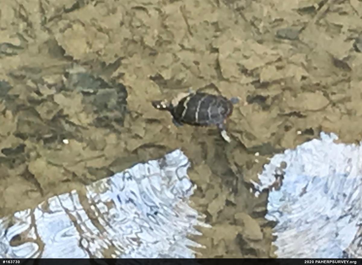Eastern Painted Turtle