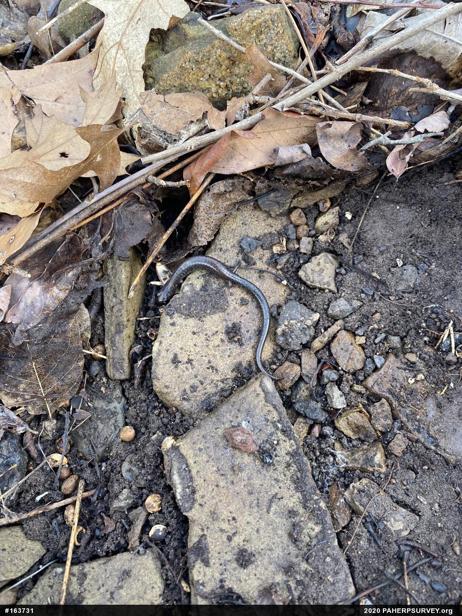 Woodland Salamanders