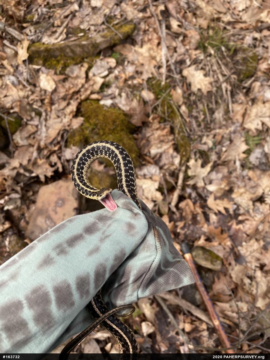 Eastern Gartersnake