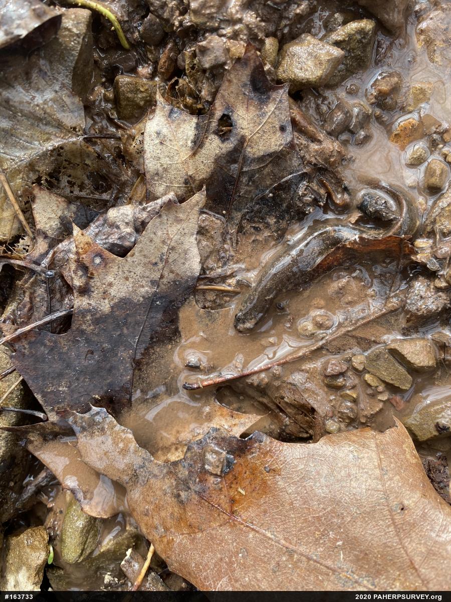 Northern Dusky Salamander