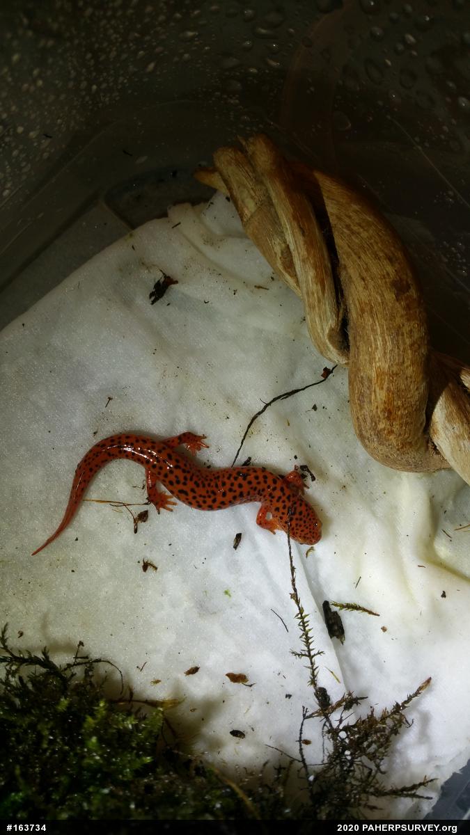 Northern Red Salamander