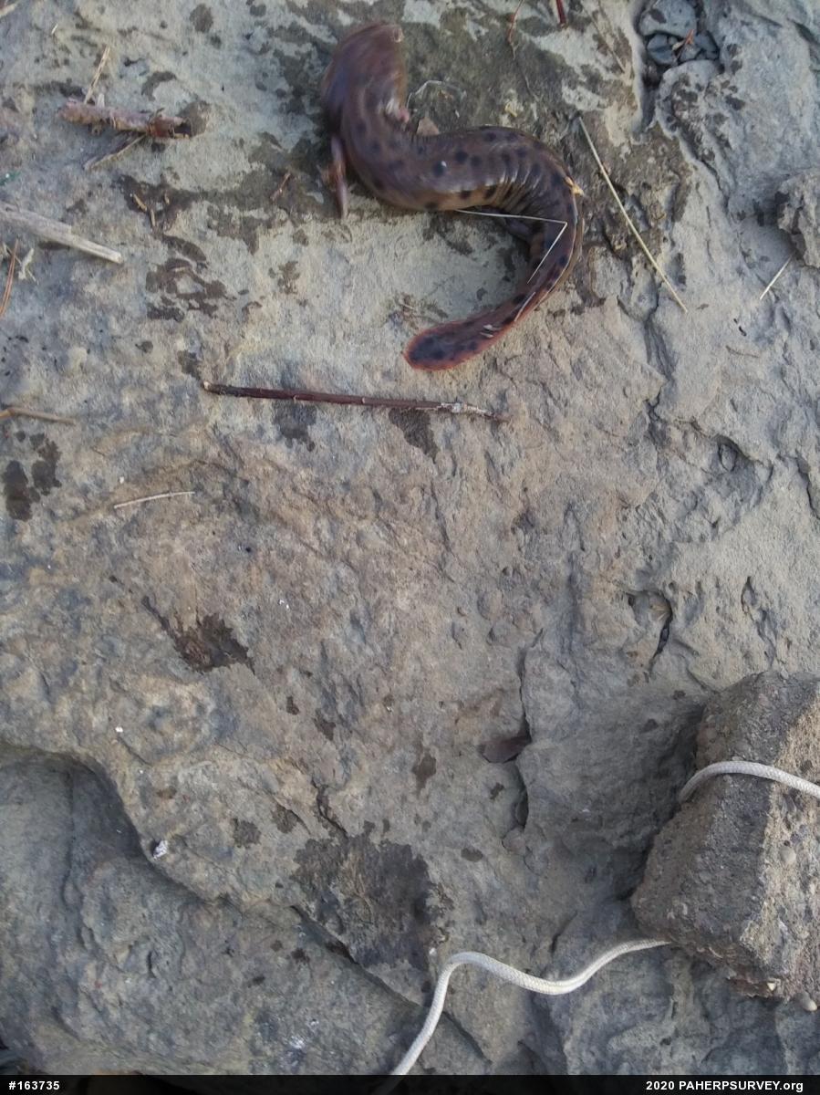 Common Mudpuppy