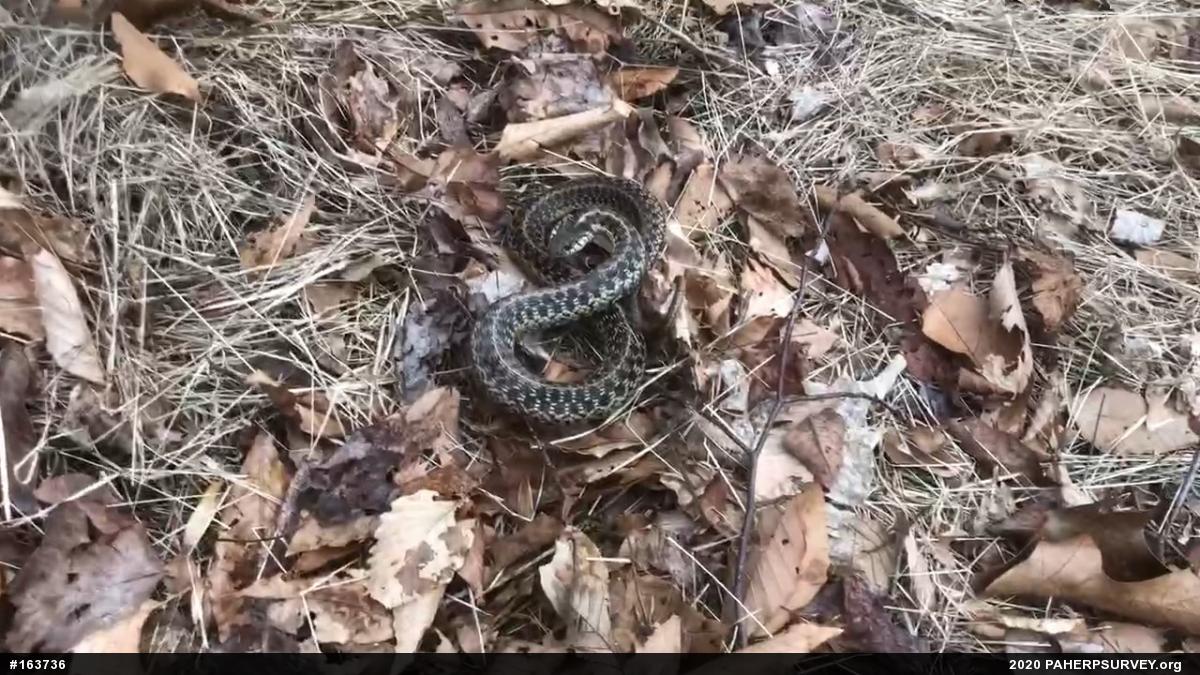 Eastern Gartersnake
