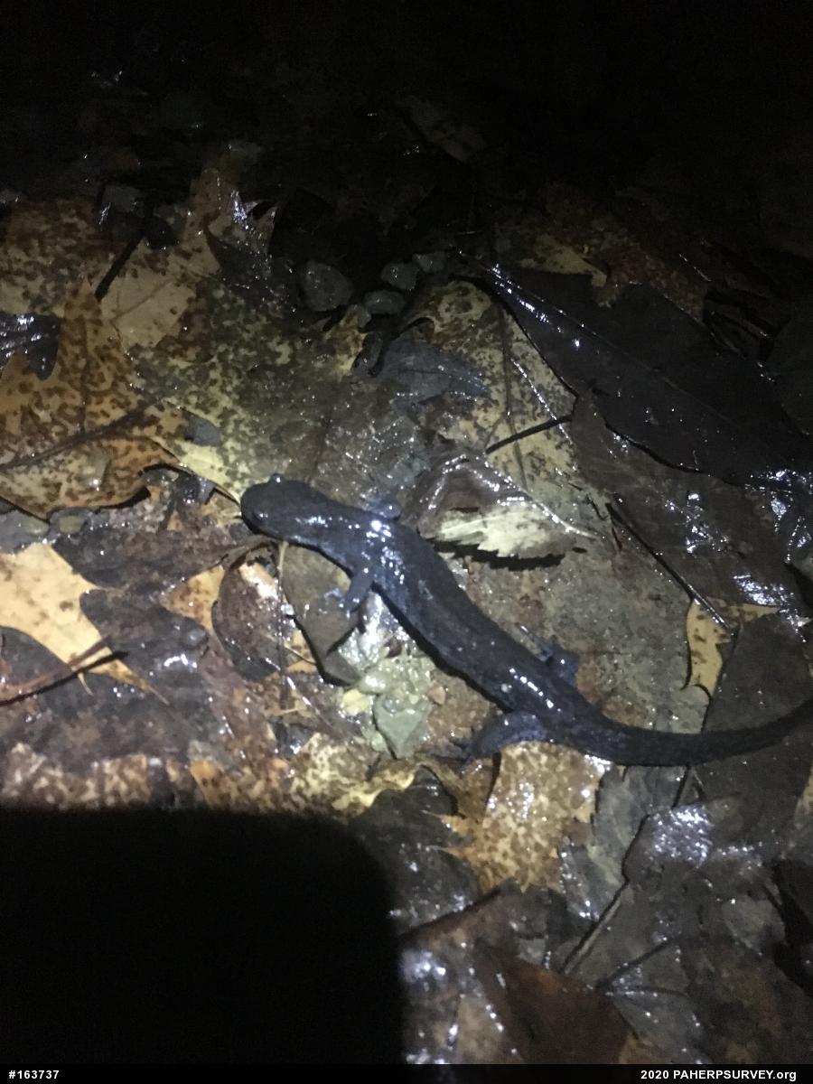 Jefferson Salamander