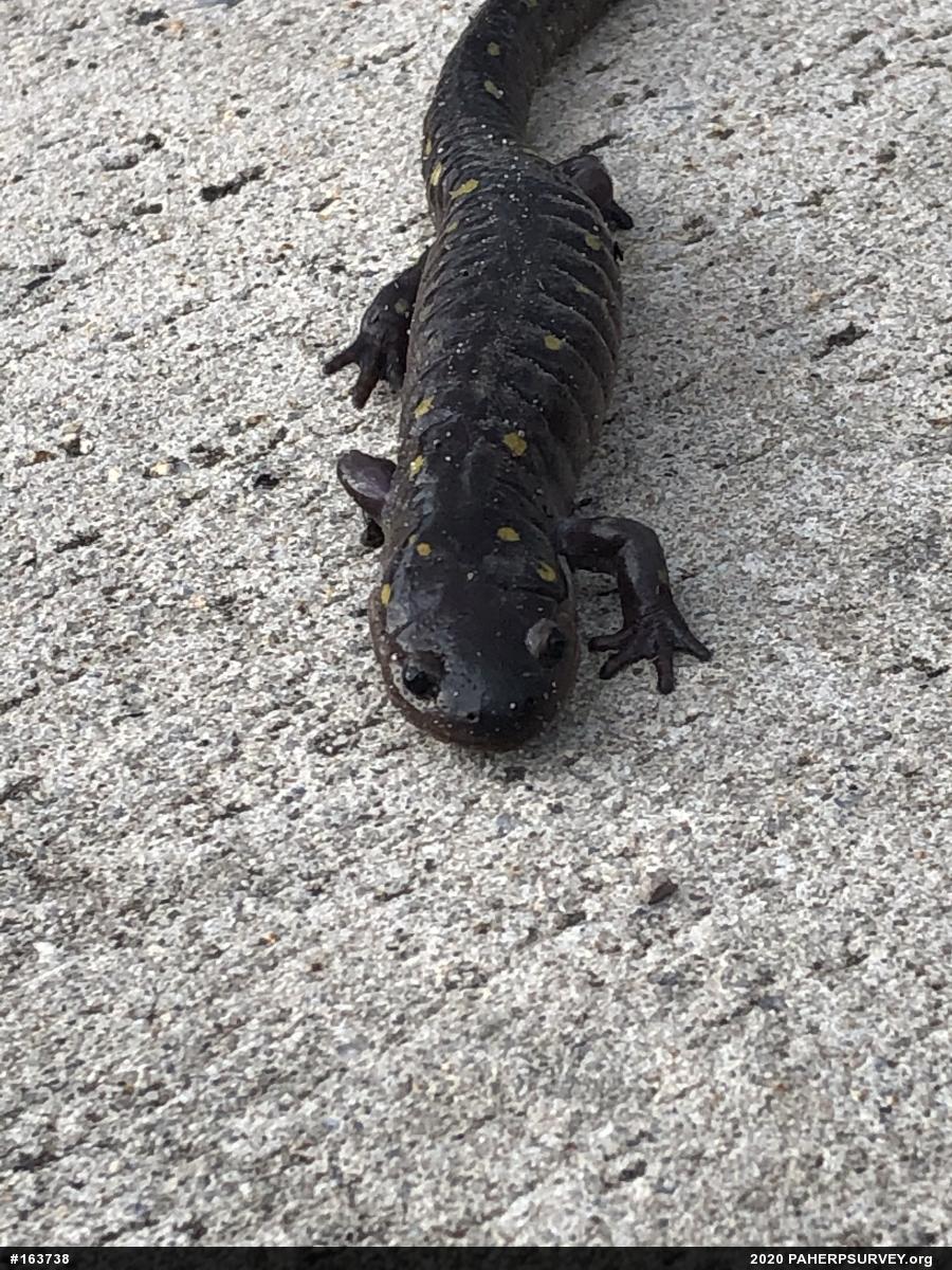 Spotted Salamander