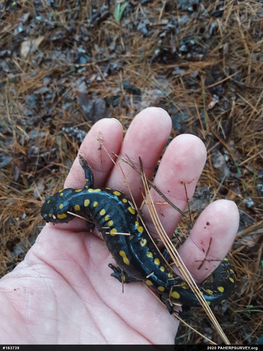 Spotted Salamander