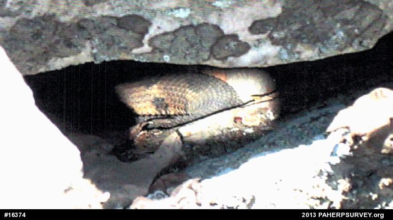 Timber Rattlesnake