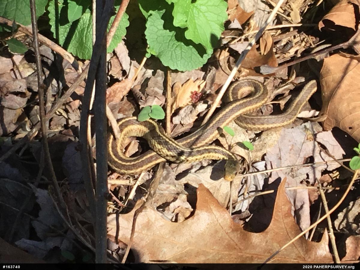 Eastern Gartersnake