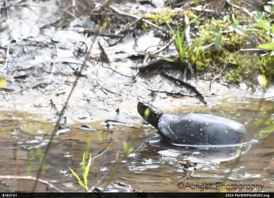 Spotted Turtle