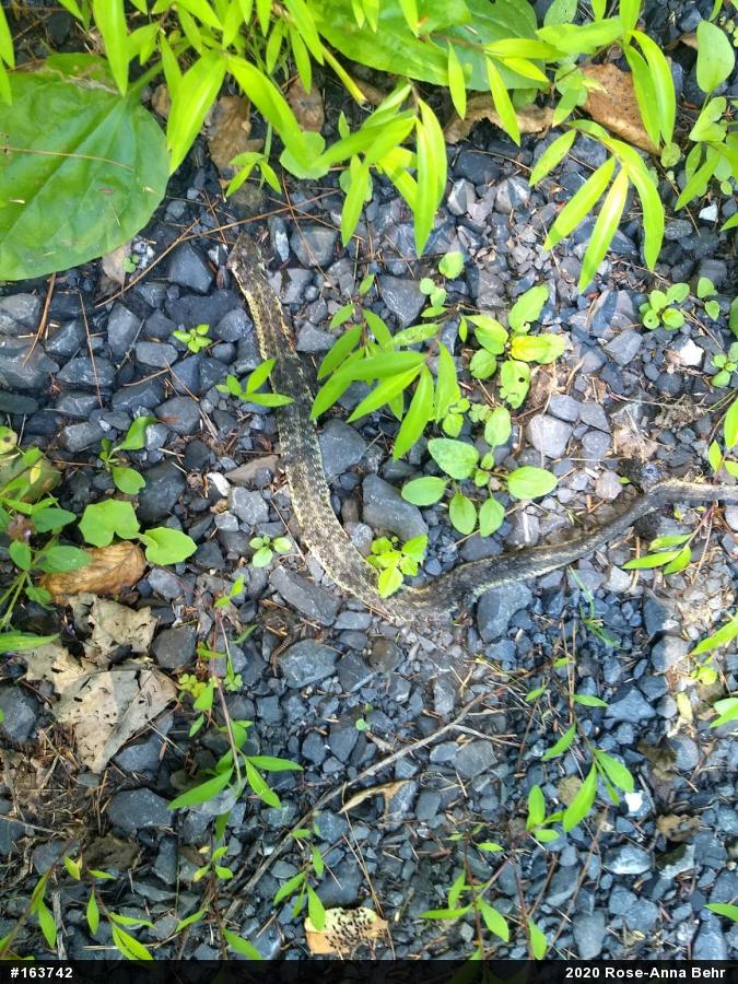 Eastern Gartersnake