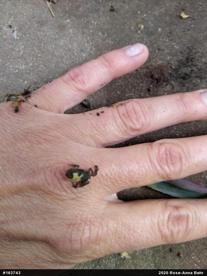 True Frogs