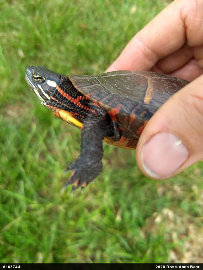 Eastern Painted Turtle