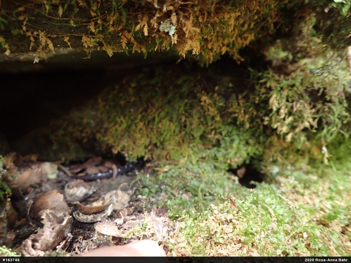 Northern Slimy Salamander