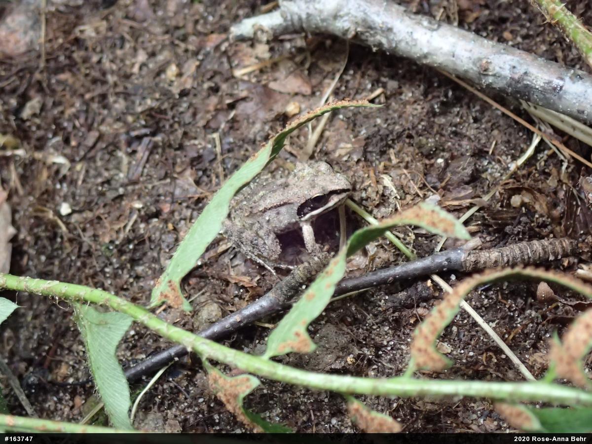 Wood Frog
