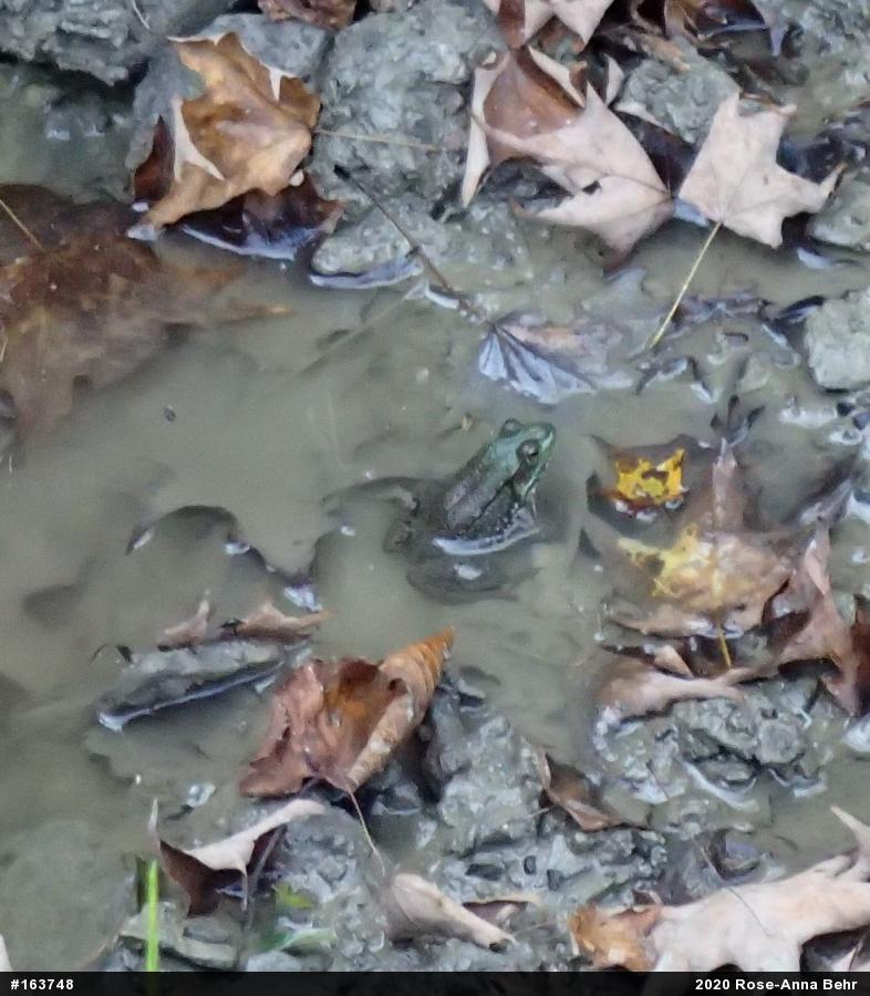 Green Frog