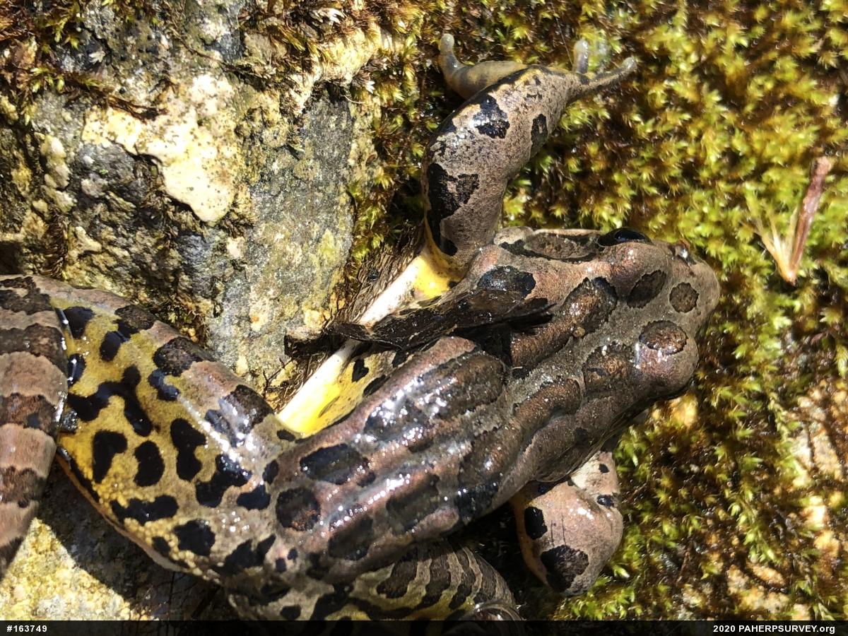 Pickerel Frog