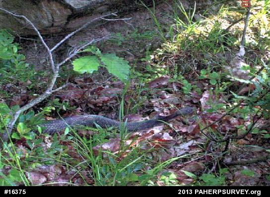 Timber Rattlesnake