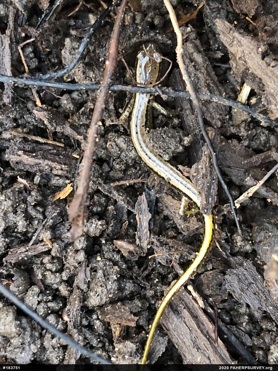Northern Two-lined Salamander