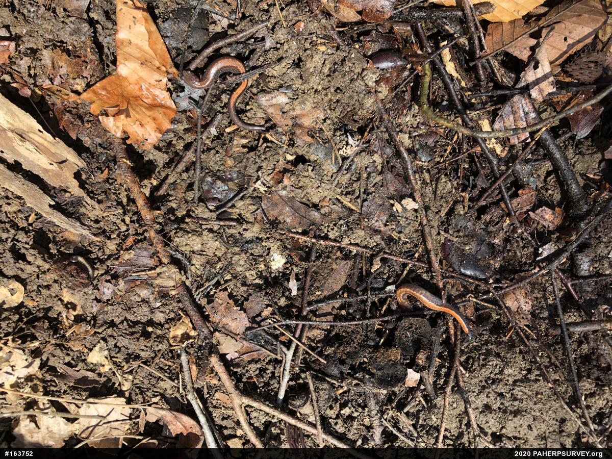 Eastern Red-backed  Salamander