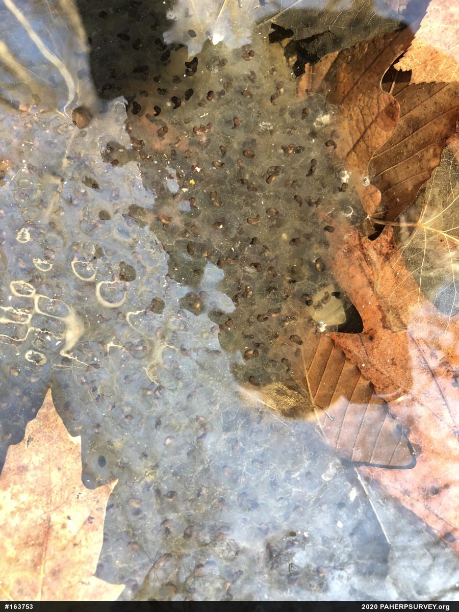 Wood Frog
