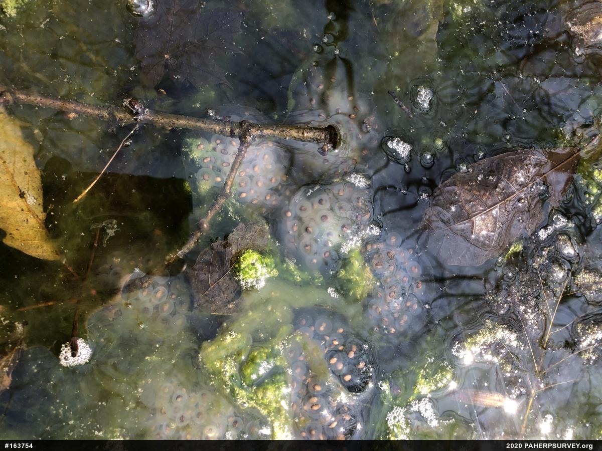 Spotted Salamander