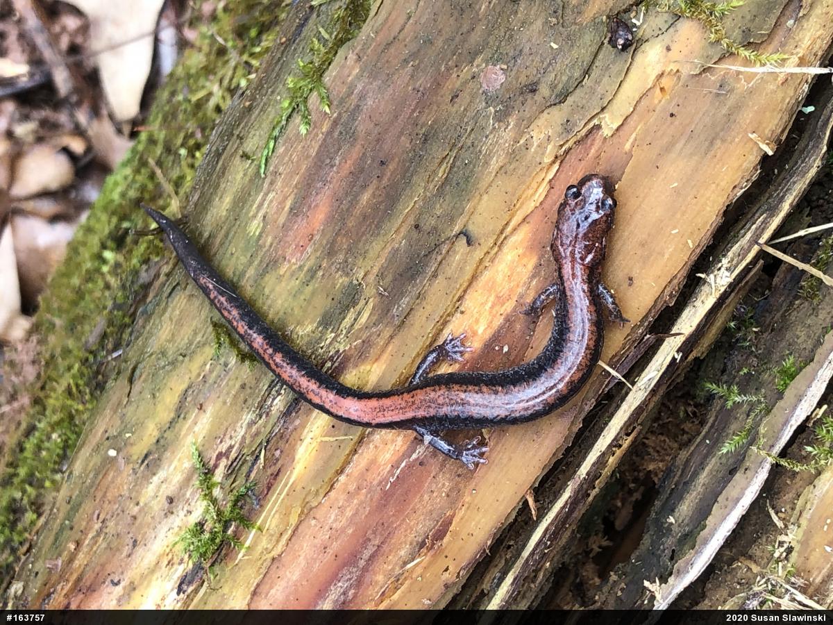 Eastern Red-backed  Salamander