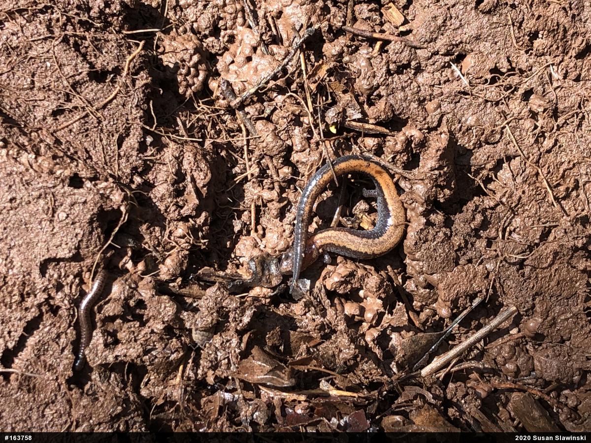Eastern Red-backed  Salamander